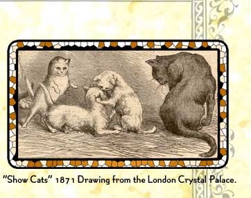 Show Cats